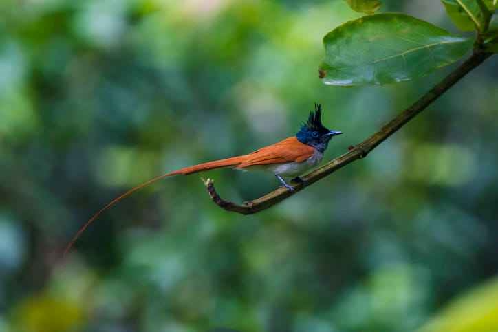 The Language of Birds