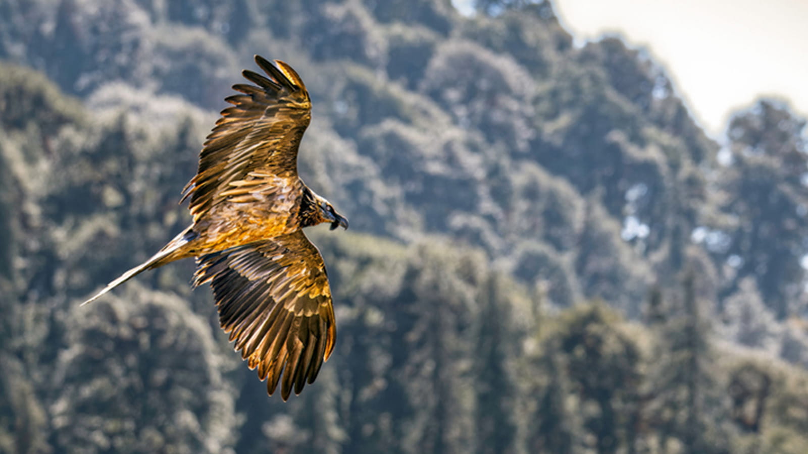 Meadows of Uttarakhand