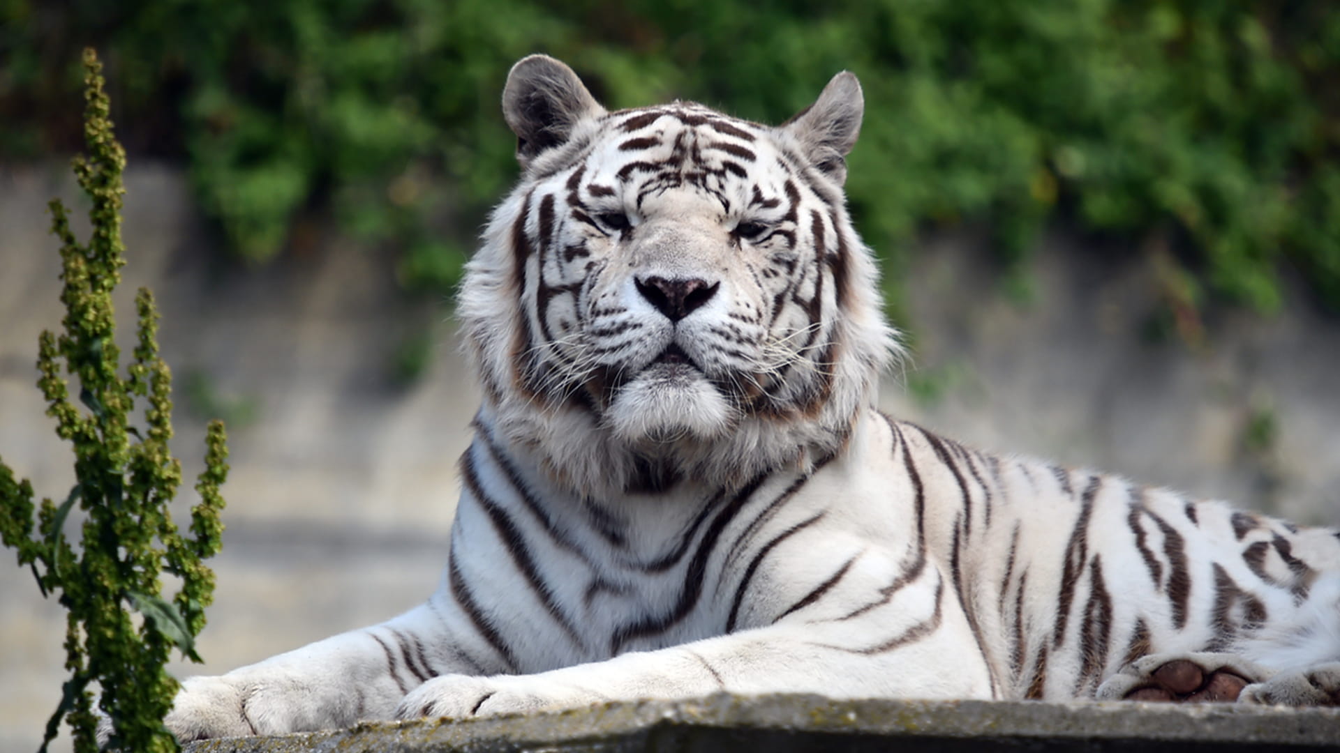 Top 7 National Parks in India for Wildlife Safaris